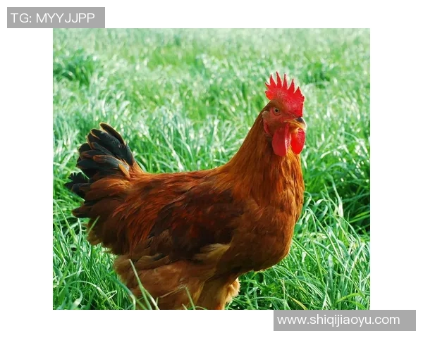 姚明贵土鸡的独特魅力与美味探索让你领略舌尖上的新体验